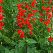 (01/09/2018) Salvia coccinea 'Summer Jewel Red' (Summer Jewel Series) added by Shoot)