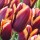  (01/09/2018) Tulipa 'Slawa' added by Shoot)