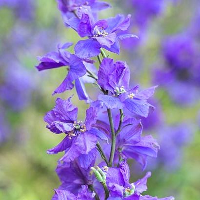Consolida ajacis dark blue-flowered