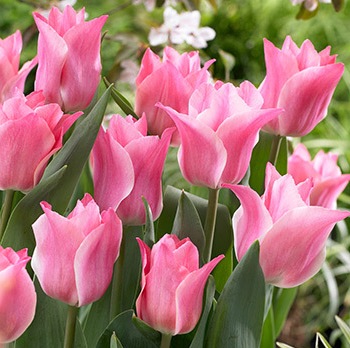 Tulipa 'Miss Elegance'