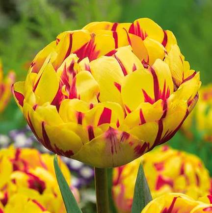 Tulipa 'Golden Nizza'