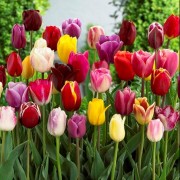  (06/09/2018) Tulipa (any Triumph Group variety) added by Shoot)