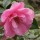  (11/09/2018) Camellia x williamsii 'Rose Quartz' added by Shoot)