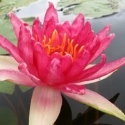 (12/09/2018) Nymphaea 'Red Spider' added by Shoot)