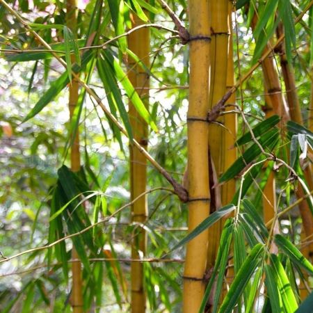 Phyllostachys bambusoides 'Holochrysa'