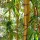  (12/09/2018) Phyllostachys bambusoides 'Holochrysa' added by Shoot)