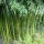  (12/09/2018) Phyllostachys dulcis added by Shoot)