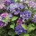  (13/09/2018) Hydrangea macrophylla 'Shining Angel' blue-flowered (Black Diamonds Series) added by Shoot)