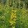  (19/09/2018) Thermopsis villosa added by Shoot)
