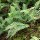  (24/09/2018) Polypodium virginianum added by Shoot)