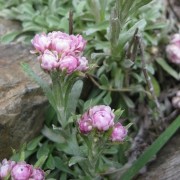  (25/09/2018) Antennaria dioica added by Shoot)
