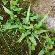  (25/09/2018) Asplenium rhizophyllum added by Shoot)