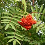  (26/09/2018) Sorbus americana added by Shoot)