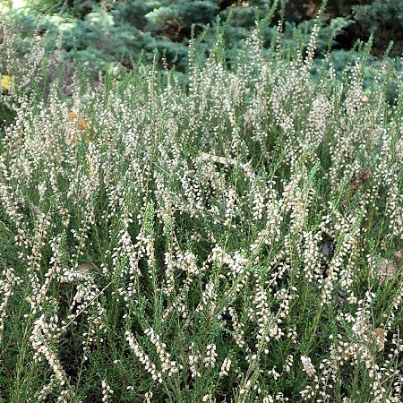 Calluna vulgaris 'Elegantissima'