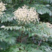  (28/09/2018) Aralia spinosa added by Shoot)