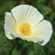  (01/10/2018) Eschscholzia californica 'Ivory Castle' added by Shoot)