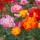  (01/10/2018) Eschscholzia californica Jelly Beans Mix added by Shoot)