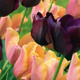 Tulipa Sweet Joy Mix