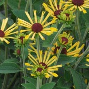  (05/10/2018) Rudbeckia subtomentosa 'Little Henry' added by Shoot)