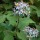  (06/10/2018) Eurybia macrophylla added by Shoot)