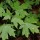  (06/10/2018) Acer saccharum var. floridanum added by Shoot)