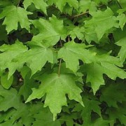  (06/10/2018) Acer saccharum subsp. leucoderme added by Shoot)