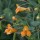 (07/10/2018) Impatiens capensis added by Shoot)