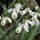  (08/10/2018) Galanthus 'Trumps' added by Shoot)