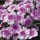  (08/10/2018) Dianthus 'Diana Lavender Picotee' added by Shoot)