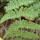  (10/10/2018) Woodsia obtusa added by Shoot)