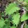  (11/10/2018) Polypodium polypodioides added by Shoot)