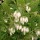  (11/10/2018) Agarista populifolia added by Shoot)