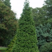  (12/10/2018) Thuja 'Green Giant' added by Shoot)