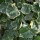  (15/10/2018) Hedera hibernica (Hibernica Group) 'Sulphurea' added by Shoot)