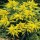  (15/10/2018) Solidago 'Laurin' added by Shoot)