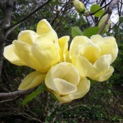  (16/10/2018) Magnolia 'Lois' added by Shoot)
