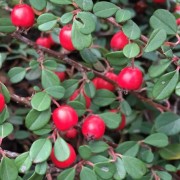  (17/10/2018) Cotoneaster procumbens 'Gerald' added by Shoot)