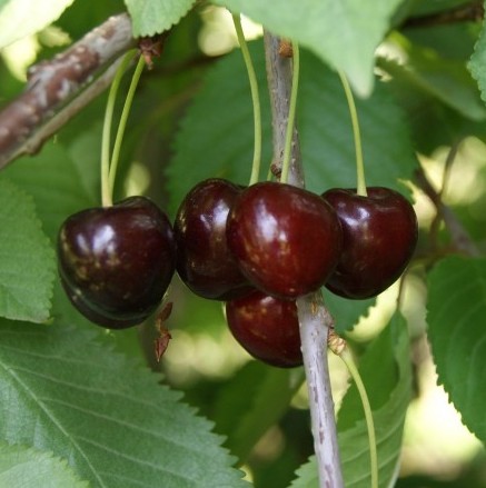 Prunus avium 'Bigarreau Burlat'