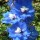  (20/10/2018) Delphinium 'Blue Nile'  added by Shoot)