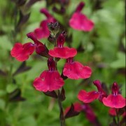  (22/10/2018) Salvia greggii 'Mirage Cherry Red' (Mirage Series) added by Shoot)
