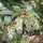  (23/10/2018) Leucothoe fontanesiana 'Nana' added by Shoot)