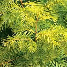 Metasequoia glyptostroboides 'Amber Glow'