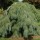  (24/10/2018) Pinus strobus 'Pendula' added by Shoot)