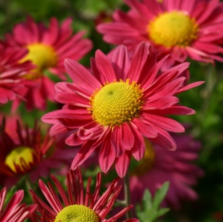 Chrysanthemum 'Eliska'