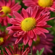  (24/10/2018) Chrysanthemum 'Eliska' added by Shoot)