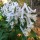 (24/10/2018) Corydalis solida 'White Swallow' added by Shoot)