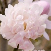  (24/10/2018) Magnolia stellata 'Centennial Blush' added by Shoot)