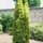  (30/10/2018) Taxus baccata 'David' added by Shoot)