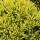  (31/10/2018) Calluna vulgaris 'Guinea Gold' added by Shoot)