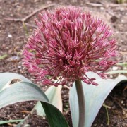  (02/11/2018) Allium nevskianum added by Shoot)